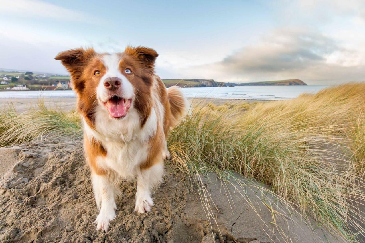 Ty Pren Bach Villa Maenclochog Dış mekan fotoğraf
